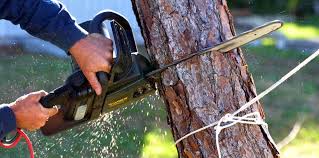 Why Choose Our Tree Removal Services in Waupun, WI?