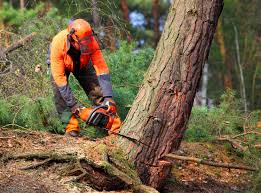 Best Tree and Shrub Care  in Waupun, WI